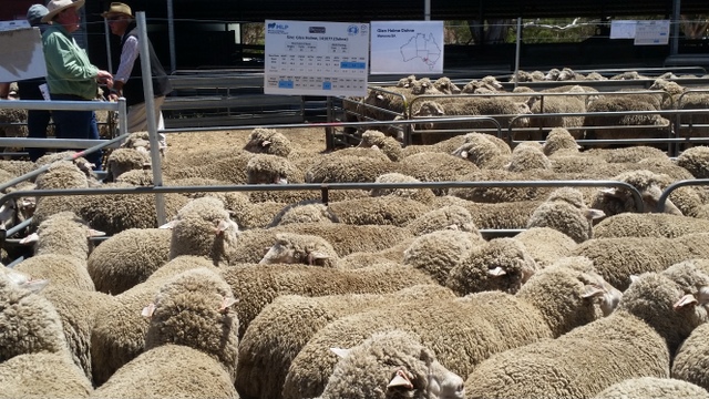 Glen Holme ewes at Balmoral Sire Evaluation Trials