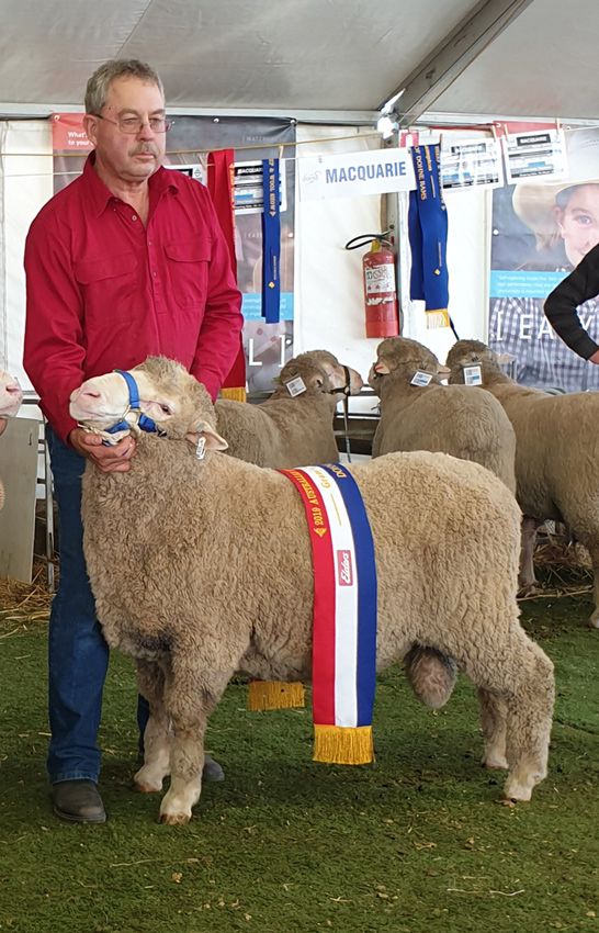 172565 grand champion Grand Champion Dohne Bendigo 2019
