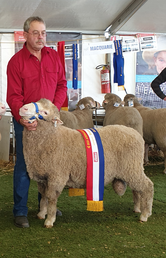 Grand Champion Dohne Bendigo 2019