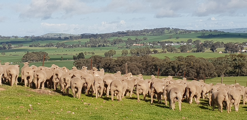 2019 Weaned lambs
